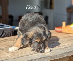 Подаряваме кученца