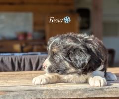 Подаряваме кученца