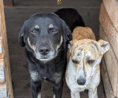 Подаряваме кученца