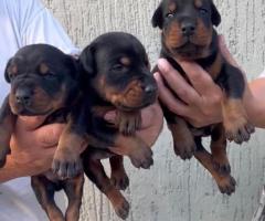 Доберман кученца за продажба