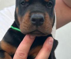 Доберман кученца за продажба