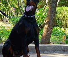 Доберман кученца за продажба