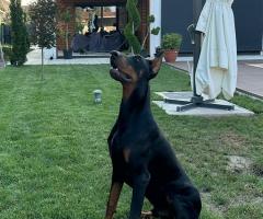 Доберман кученца за продажба