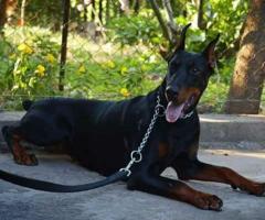 Доберман кученца за продажба