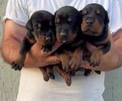 Доберман кученца за продажба
