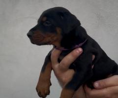 Доберман кученца за продажба