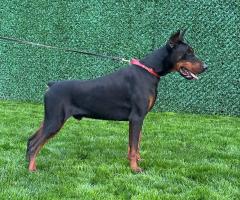 Доберман кученца за продажба