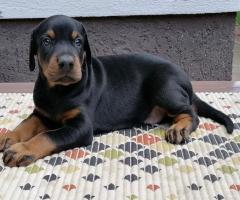 Доберман кученца за продажба