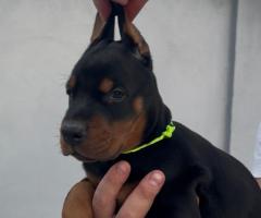 Доберман кученца за продажба