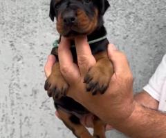 Доберман кученца за продажба