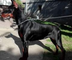 Доберман кученца за продажба