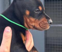 Доберман кученца за продажба