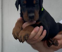 Доберман кученца за продажба