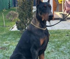 Доберман кученца за продажба