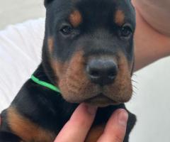 Доберман кученца за продажба