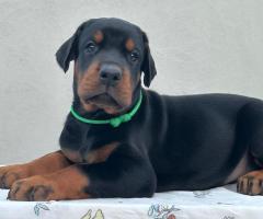 Доберман кученца за продажба