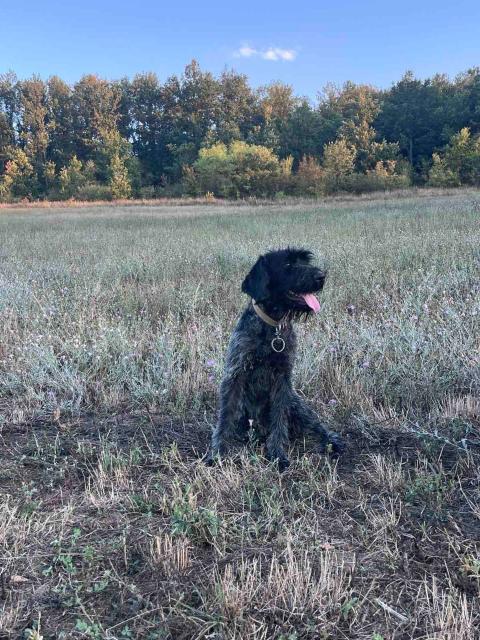 Продавам Дратхаар