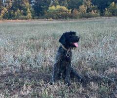 Продавам Дратхаар