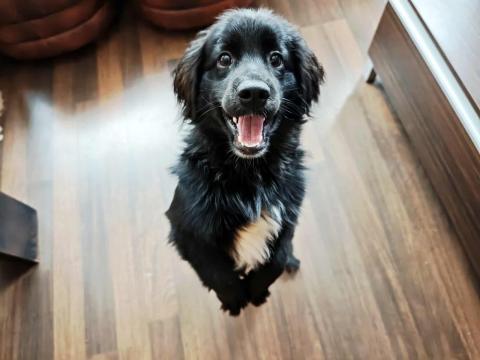 Кокер шпаньол /Немски шпиц