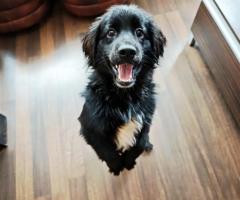 Кокер шпаньол /Немски шпиц