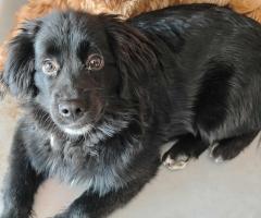 Кокер шпаньол /Немски шпиц