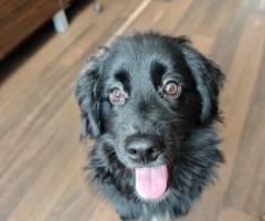 Кокер шпаньол /Немски шпиц