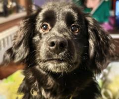 Кокер шпаньол /Немски шпиц