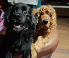 Кокер шпаньол /Немски шпиц