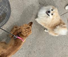 Кокер шпаньол /Немски шпиц