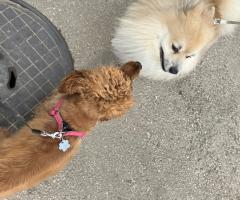 Кокер шпаньол /Немски шпиц