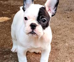 Френски булдог – красиви кученца