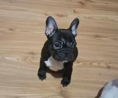 Френски булдог – красиви кученца