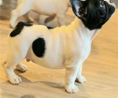 Френски булдог – красиви кученца