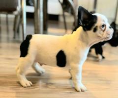 Френски булдог – красиви кученца