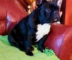 Френски булдог – красиви кученца