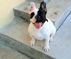 Френски булдог – красиви кученца