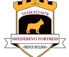 Френски булдог – красиви кученца