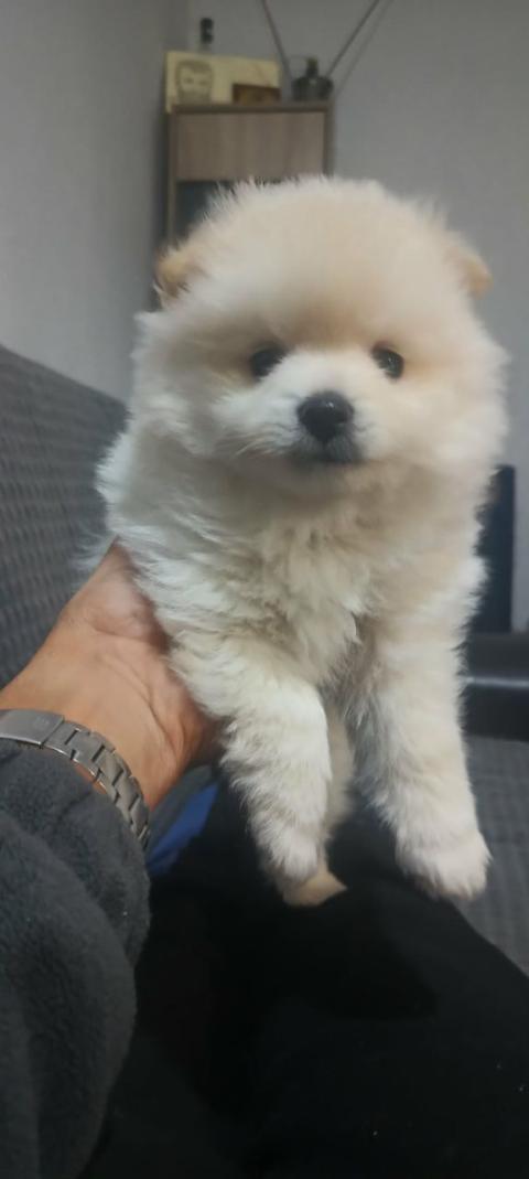 Шпиц и померан