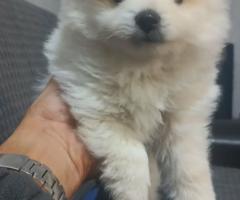 Шпиц и померан