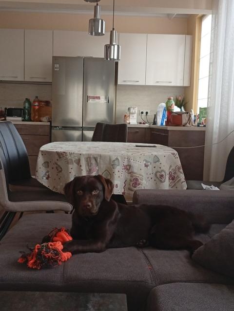 Продавам шоколадов лабрадор