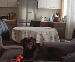 Продавам шоколадов лабрадор