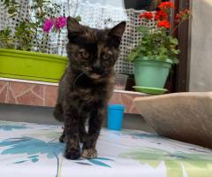 Подарявам женско котенце