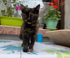 Подарявам женско котенце