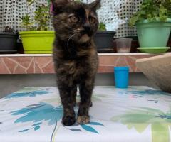 Подарявам женско котенце