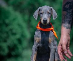 Доберман – красиви кученца