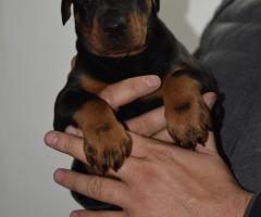 Доберман – красиви кученца