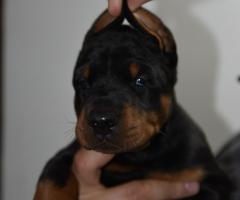 Доберман – красиви кученца