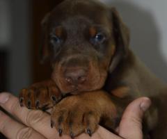 Доберман – красиви кученца