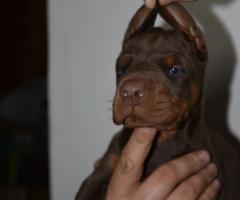 Доберман – красиви кученца