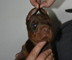 Доберман – красиви кученца